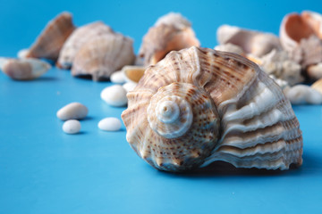 Vacation background with sea shell on blue