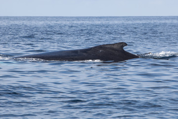 Fototapeta premium Humbak pływa na powierzchni oceanu