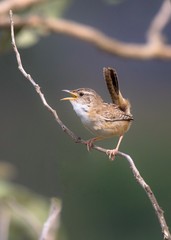  (Cistothorus platensis) Sedge Wren / Corruíra-do-campo