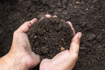 Soil in male hands's farmer for agriculture, gardening or ecology concept with copy space for text.