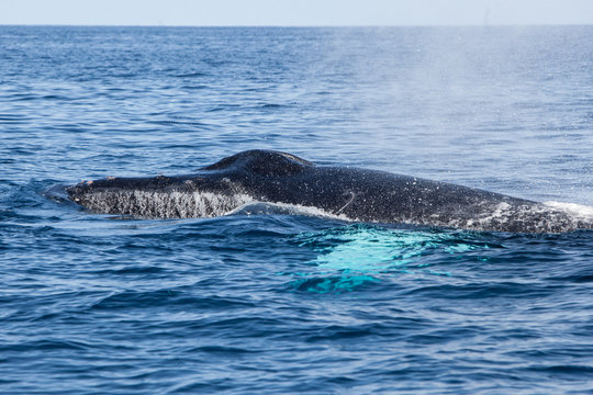 Humpback Whale Exhales at Surface