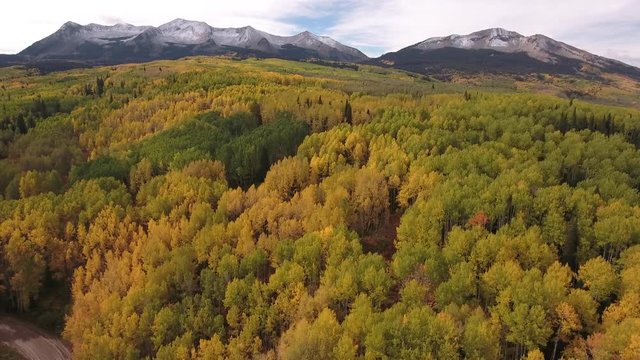 45 deg flying over aspen tops and road aerial, drone, 4k, rocky mountains, amazing, autumn, colorful, colors, fall, fiery, forest, green, landscape, leaves, orange, red, trees, aspen, yellow,