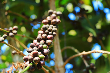 close up coffee bean with leaf blurry background 