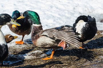 Colored ducks at the farmstead in early spring, closeup