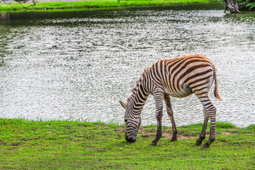 Fototapeta na wymiar Zebra eating grass at safari zoo Bangkok Thailand