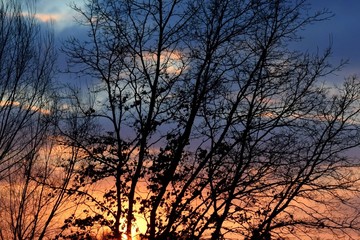 Sunset behind trees