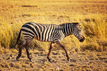 Fototapeta na wymiar Plains zebra (Equus quagga) from side, lit by afternoon sun, walking in African savanna. Amboseli national park, Kenya