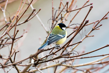Fototapeta premium Kohlmeise (Parus major)