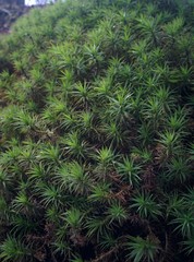 Green moss