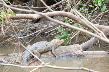 Crocodile close-up