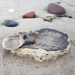shells & stones