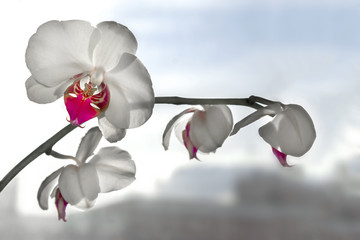 Close up of white orchid flower