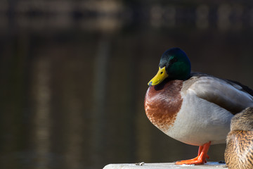 A male Mallard duck standing on a wave breaker in Loch Lomond 