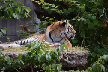 tiger