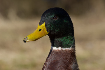 A close head shot of a colourful male Mallard Duck