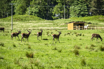 Naklejka na ściany i meble Herd of deers in the scottish highlands