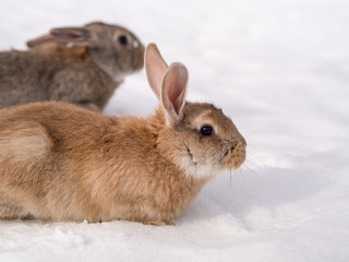 two rabbits on white snow