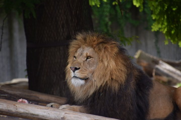 lion