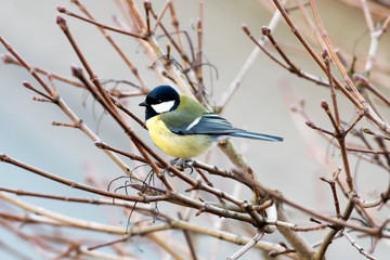 Kohlmeise (Parus major)