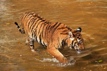 Fototapeta na wymiar Tiger big cat wild animal in water 