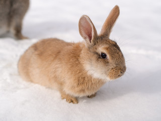 portrait of a rabbit