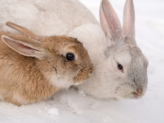 two rabbits close up