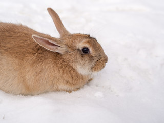 brown rabbit close up
