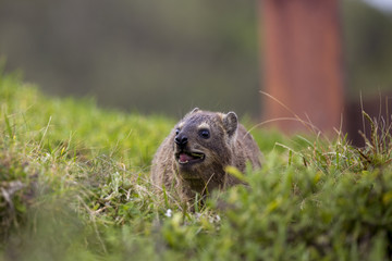 Sea otter eating grass