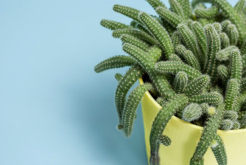 cactus closeup on blue background