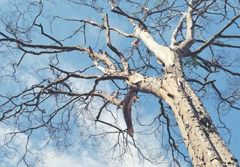 old dry tree on a cloudy sky