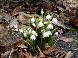 First spring flowers. Snowdrops, snowflake among autumn dry leaves.