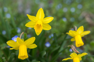 Gelbe Narzissen blühen im Frühling