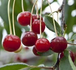 red cherry on a tree