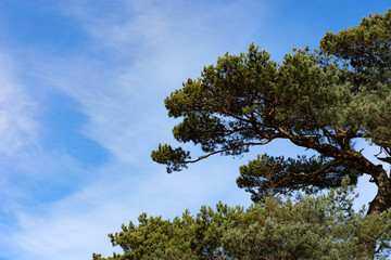 a colourful tree contrasting against the vivid blue sky above 