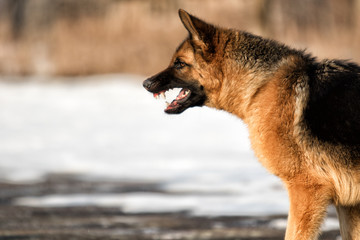 evil snarling snout Shepherd dog outdoors