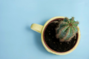 cactus closeup on blue background