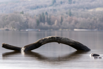 Obraz na płótnie Canvas a dead branch piercing the cold Loch Lomond water