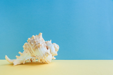 Obraz na płótnie Canvas Pastel minimalism. One graceful seashell is lying on yellow surface on blue background.