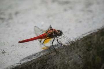 Dragonfly Desire