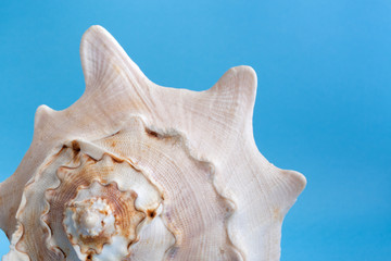 Fototapeta na wymiar Part of one big textured seashell on blue background.