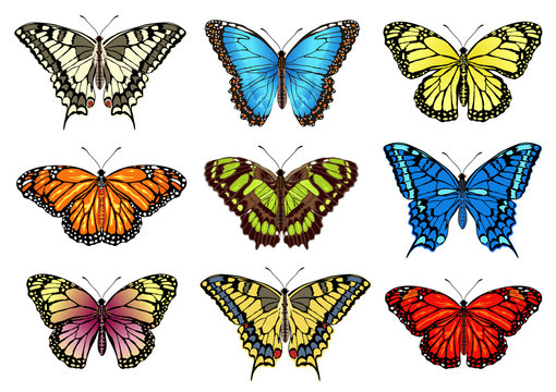 Set of tropical colorful butterflies. Realistic vector illustrations isolated on white background.
