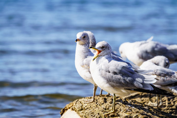 Gull Mouth