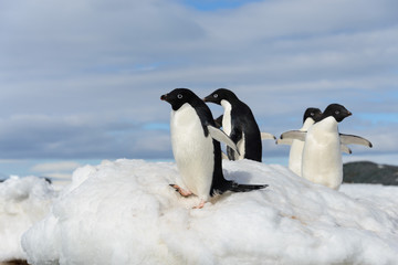 Obraz premium Adelie penguins on snow