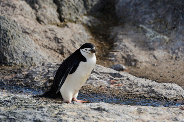Obraz premium Chinstrap penguin with twig in beak