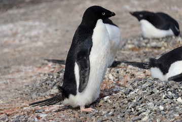 Naklejka premium Adelie penguins on beach