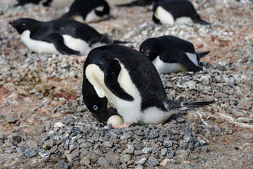 Naklejka premium Adelie penguins in nest