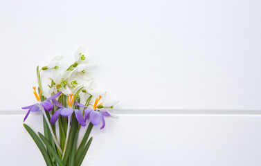 Spring snowdrop and purple crocus .