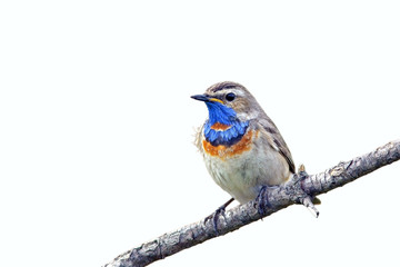 beautiful Bluethroat with a colorful plumage