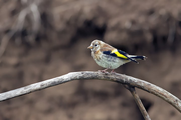 little exotic bird with colorful plumage