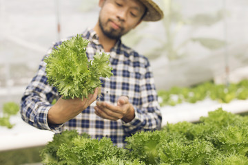 Hydroponics growers are happy because the vegetables grown in hydroponics grow very well.